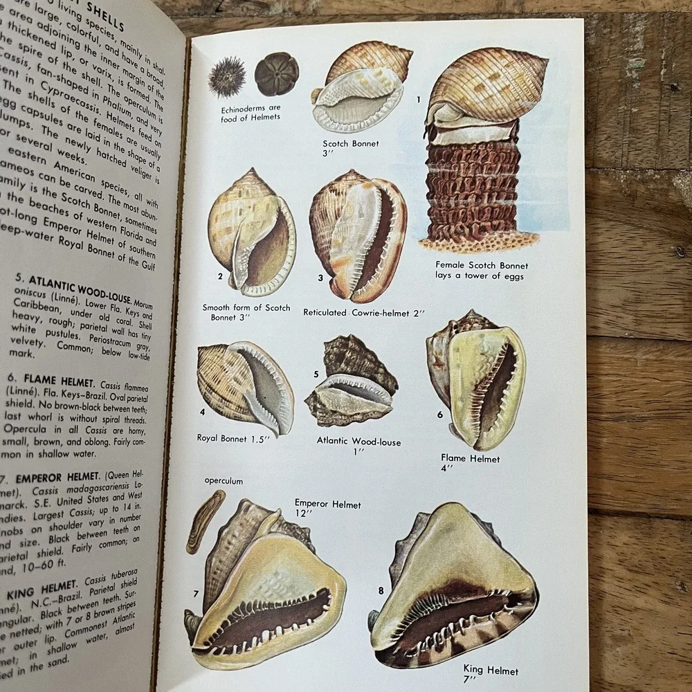 A Guide To Identification North America Seashells & Trees Set of 2 Hardcover